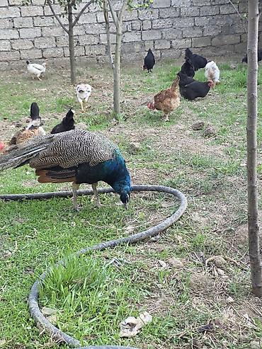 hava kompresoru satilir: Bir eded qalıb tecili satram — 4