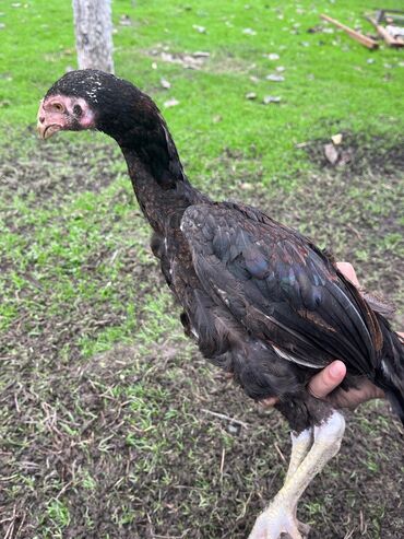 Cücələr: Toyuq cücələri, Damazlıq — 5