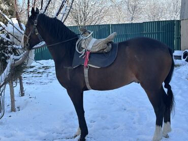 Лошади, кони: Продаю | Конь (самец) | Рабочий — 8