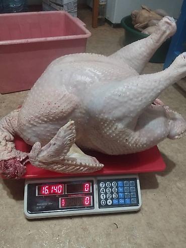 кролики мясо: Домашняя птица, режим на заказ, по предварительному заказу, халал — 10