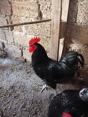 yerli xoruzlar: Xoruz, il: >5 Ünvandan götürmə — 5