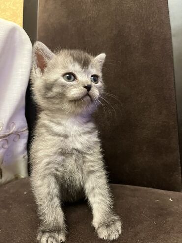 Pişiklər: Temiz qan shinshila balalari satilir. 15 .11.25 ilde dogulublar. yemek — 10