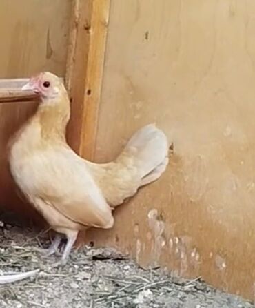 kend teserrüfatı texnikaları: Курица, Для разведения, Платная доставка