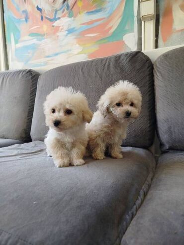 Psi: Bišon pudla štenci Štenci bi-pu, kombinacija bišon-pudla, stari 2 — 13