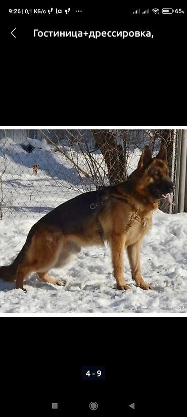 Продажа собак: Дрессировка собак. если у Вас с с вашим питомцем проблемы, значит не at lalafo.kg — 2 Продажа собак: Дрессировка собак. если у Вас с с вашим питомцем проблемы, значит не — 2