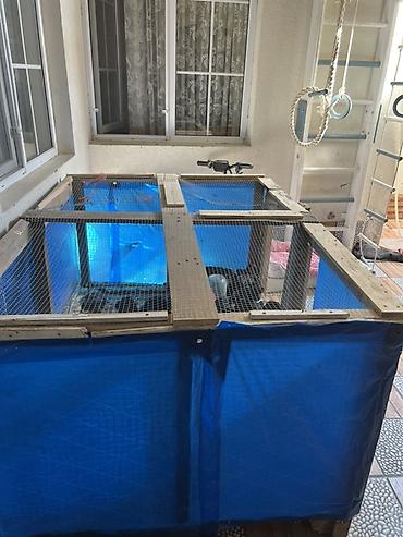 koi balığı: Ev şəraitinə uyğun böyük həcimli açıq akvarium/hovuz konstruksiyası - — 1