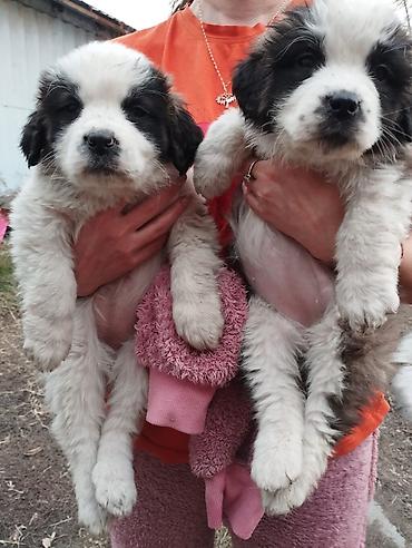 Продажа собак: Сенбернар Щенки крупной породы, пушистые, с бело‑черным окрасом — 8