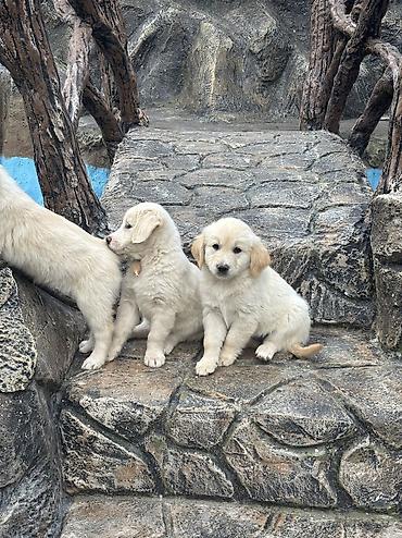 it satisi gence: Retriever — 3