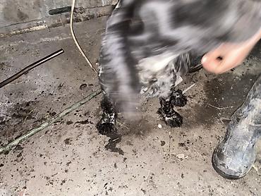 Отдам даром собаку: Собака даром: Кокер-спаниель, 10 месяцев, Самка, С родословной — 10