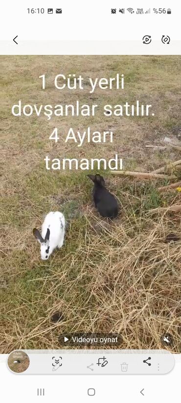dovsan satilir: Bir cüt yerli dovşan satılır. Dovşanlar 4 aylıqdır. Hər ikisi sağlam
