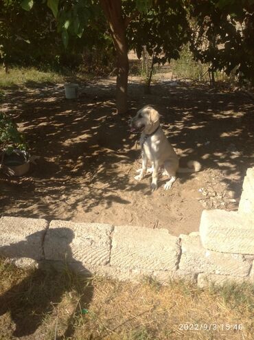 İtlər: Tür: İt (böyük cins, sarı-krem rəngli, qara maskalı) Təyinat: Həyət və — 7