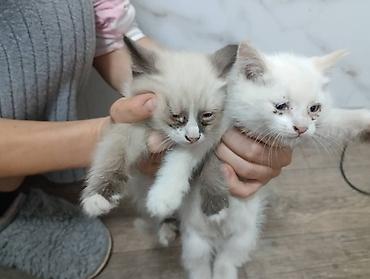 бенгальские кошки цена бишкек: Домашние пушистые котята. по 100 сом. в добрые и заботливые руки — 10