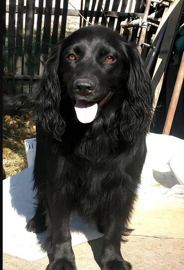 продажа собак в бишкеке: Черная собака с длинной волнистой шерстью и выразительными карими