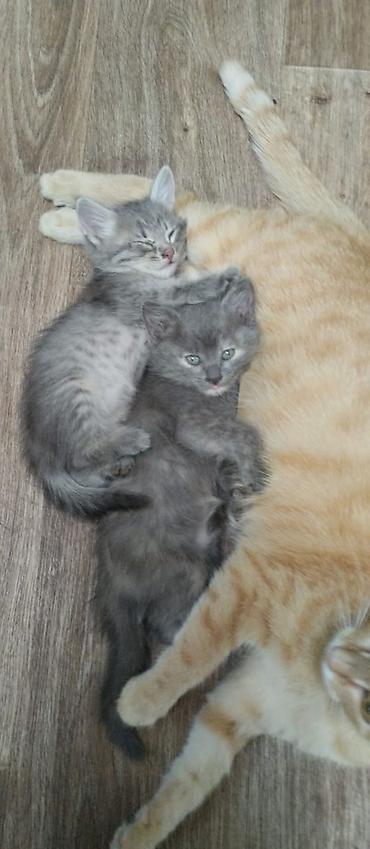 красивые кошки: 2 месяца, Мальчик, Серый — 1