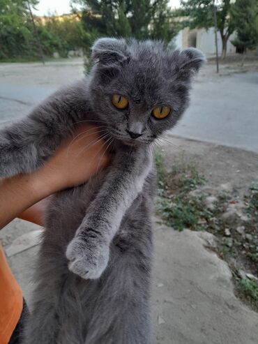 pişik cins: Şotland, Erkək, Yaxşı əllərə, Ünvandan götürmə