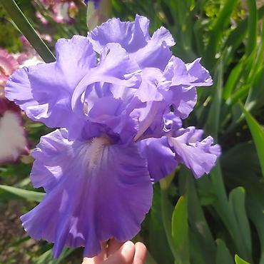 Другие товары для дома и сада: Ирисы 100сом — 3