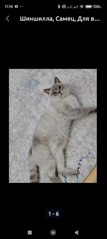 Pişiklər: Britan, Dişi — 24