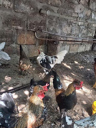 toyuq: Yaponka toyuq və xoruzlar – dekorativ cinslər qarışığı - Çoxrəngli — 3
