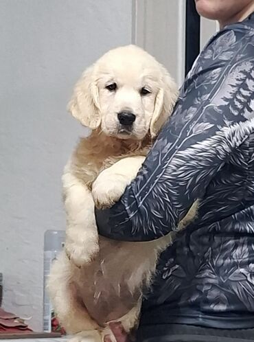 продажа щенков немецкой овчарки с документами в бишкеке: Ретривер, 2 месяца, Самка