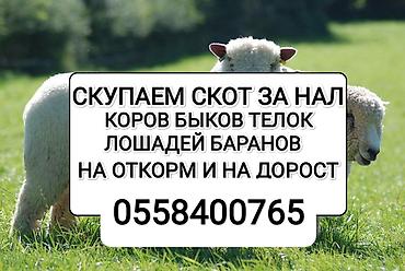 швиц бычки: Скупка сельскохозяйственного скота за наличные. Принимаем: - коров — 1