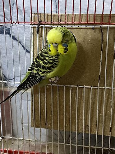 quş tələsi: Dişi Çex 40m,erkək Jumbo 150m. Yeni cütə qoyulub. Ünvan:Həzi — 2