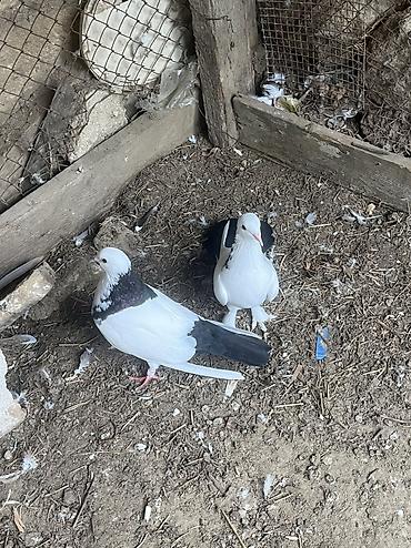 goyercin aliram: Qara abrezder cutu 50 azn — 3