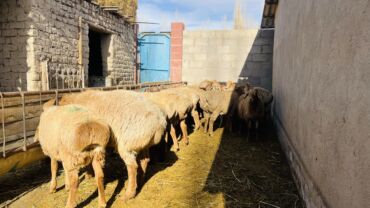 в связи с переездом отдам попугая жако в добрые руки: Козу кочкорлор сатылат адрес Кочкордо Баасы 25000 минден бир