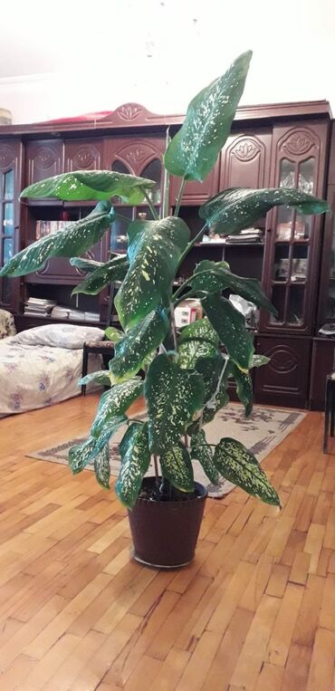 Otaq bitkiləri: DİFENBAHYA BÖYÜYÜB İRİ BİR DİBÇƏK BİTKİSİ OLUR ŞƏKİLLƏRİ VAR BAXIN — 9