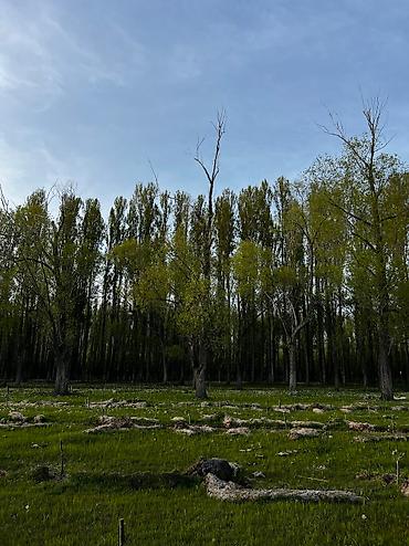 секс в иссык куле: 100 соток, Для строительства, Договор купли-продажи — 3