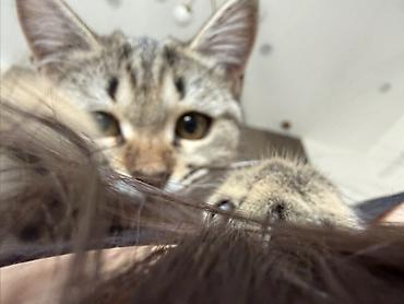 короткошерстная британская кошка: Котёнок, полосатый табби - Домашний короткошёрстный котёнок с — 1