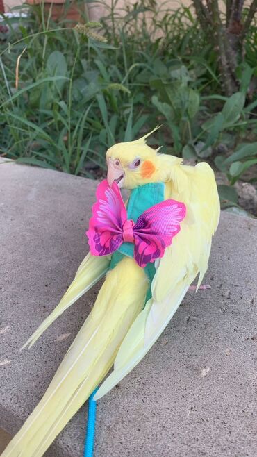 Tutuquşları: Növ: Korella papuqayı (cockatiel), sarı rəng 6 aylıgdır Erkek cinsidir — 4