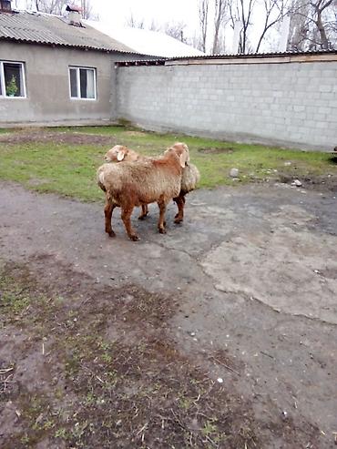 Баран, овца: Продаю | Баран (самец) | Для разведения — 1