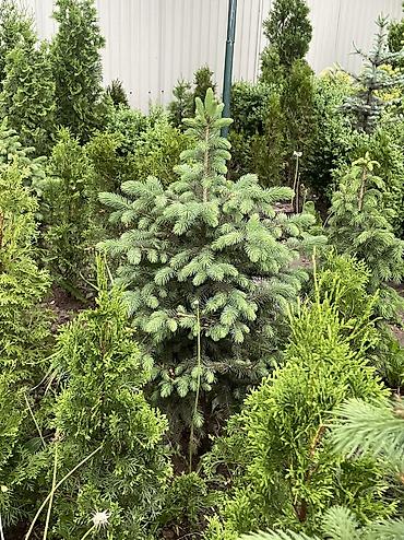 Ель: Продаются голубые/зеленые/тянь-шанские ели 🌲 Выращиваем сами, со всей — 13