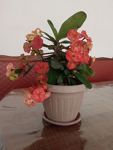 Молочаи: Эуфорбия Миля (Euphorbia milii, «Корона Христа») в горшке - — 2