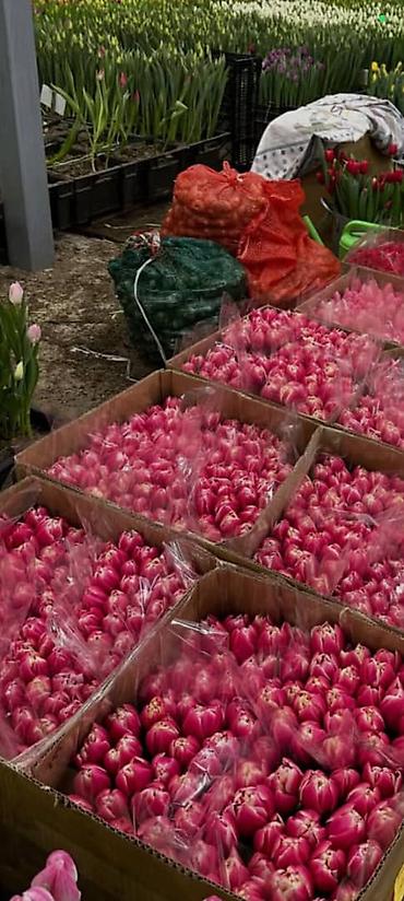 Букеты из живых цветов: Тюльпаны с собственной теплицы - Срезанные свежие тюльпаны прямого at lalafo.kg — 3 Букеты из живых цветов: Тюльпаны с собственной теплицы - Срезанные свежие тюльпаны прямого — 3