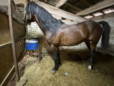 Лошади, кони: Продаю | Жеребец | Конный спорт — 7