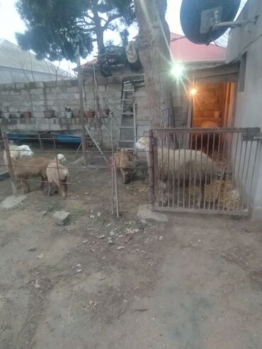 Qoyunlar, qoçlar: Satış: Qoyun və quzular Təsvir: - Ev şəraitində saxlanılan — 4
