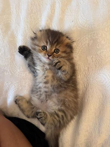 Pişiklər: Şotland — 3