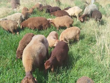 Qazlar: Dişi, Qala, il: 1, 60 kq, Damazlıq, Ünvandan götürmə