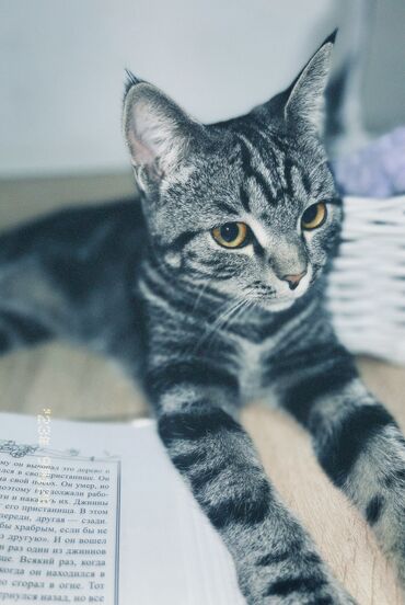 шотландский кот на вязку: Отдадим кота в добрые ответственные руки, ему годик, порода