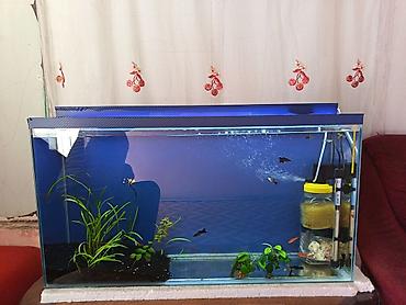 Şüşə akvarium komplekti - Təxmini ölçülər: genişlik ~80–90 sm