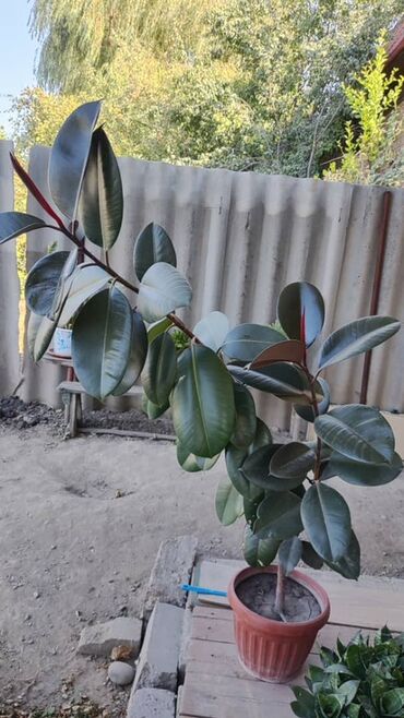 садовая лейка: Фикус каучуконосный (Ficus elastica) в горшке. - Высокий