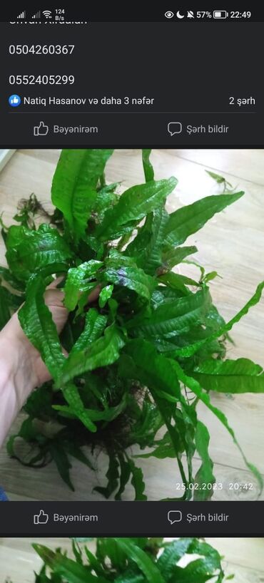 akvarium satisi: Папоротник таиландский., папоротник узколистный. Akvarium