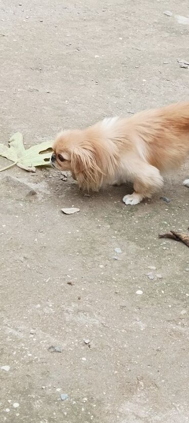 İtlər: Pekines, 11 ay, Dişi, Ünvandan götürmə