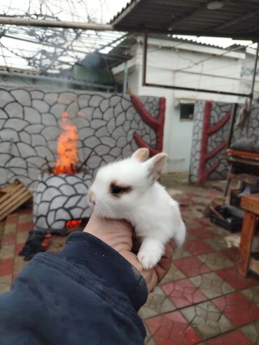 Dovşanlar: Karlik dovsan lar var satisda Vatsapda aktivdi Dovsan ayit Qefes de — 12