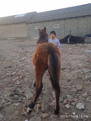 Лошади, кони: Продаю | Жеребенок | Рабочий — 16