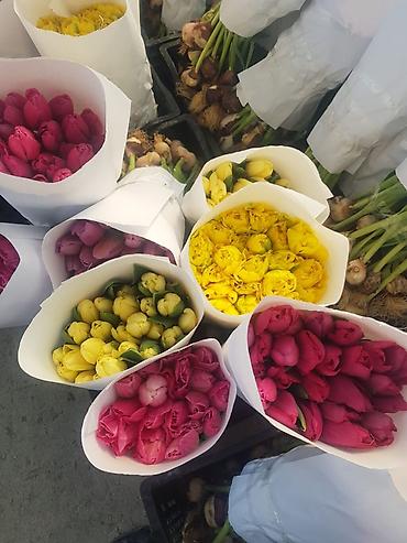 Букеты из живых цветов: Тюльпаны с луковицей — ассортименты цветов и сортов оптом на 8 - марта — 16