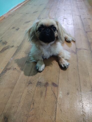 tuklu itler: Pekines, 5 ay, Dişi, Peyvəndli, Ünvandan götürmə