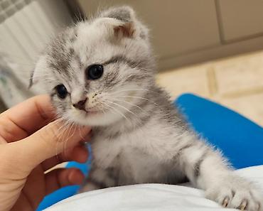 Pişiklər: Skottish Fold balaları - Cins: Scottish Fold (qatlanmış qulaqlı) - — 14