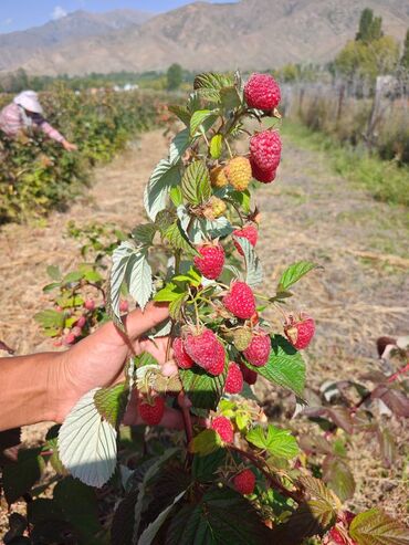 семена малины купить: Уруктар жана көчөттөр Малина, Акысыз жеткирүү